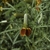 daisy-like flower with reddish "petals" and an elongate "eye"