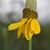 Inflorescence with yellow ray florets & yellow disk florets.