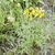 pinnate foliage and heads with yellow disk flowers.