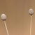 Brown, elongate spheroid heads.