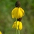 2 heads with yellow, drooping rays & dark disks.