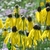 A group of heads with yellow rays and dark disk flowers.