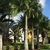 Large, thick-trunked palm with pinnate leaves.