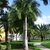 Solitary, thick-trunk palm with pinnate leaves.