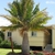 Solitary, thick-trunk palm with pinnate leaves.