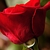 Red simplicity side view of flower