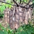 Group of dangling, dried bean pods