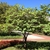 tree form without blooms