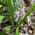 Form in bloom