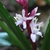 Flower detail