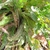 Rosette plant with large strappy leaves