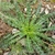 First-year rosette with strappy leaves with undulate margins.