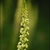 Close-up of spike of small, yellowish green flowers.