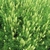 Masses of plants with spikes of small, yellowish green flowers.