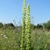 Two spikes of small yellowish-green flowers.