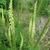 Plants with spikes of small, yellowish green flowers.