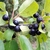 Purple drupes