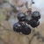 Fruits in winter