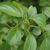 Leaves and flowers