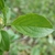 Leaf detail