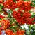Pyracantha x 'Mohave'
