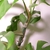 Close-up of stem and the petioles which have papery margins.