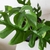 Close-up on lobed leaves like Monstera deliciosa.