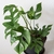 potted plant with lobed leaves like Monstera deliciosa.