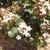 Flower and Leaves
