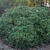 Rounded, dense shrub.