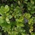 Ovate, slightly serrate leaves & clusters of dark blue berries.