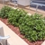 A planter with 3 small, low mounding shrubs.