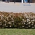 Low hedge with bronzy leaves & clusters of white flowers.