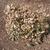 Rounded, dense shrub with brown, dried leaves.