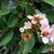 Flowers and leaves of 'Enchantress'