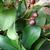 Fruit and leaves