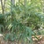 A shrub forming a mound of palmate leaves.