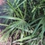 Palmate leaves on a long, slender petioles.