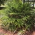 A shrub forming a mound of palmate leaves.