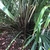 Leaf bases with long, erect, black needle-like spines.