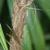 stem