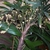 Panicle bearing small white fruits