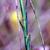 Stems and leaves