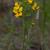 Form