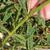 Leaves and stem