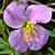 Rhexia mariana flower close up