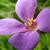 Close up of flower