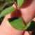 Leaves and stem