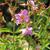 Rhexia virginica