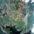 Plant with palmately lobed, ciliate leaves.